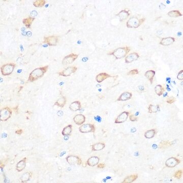 Anti-TCTP/TPT1 antibody produced in rabbit