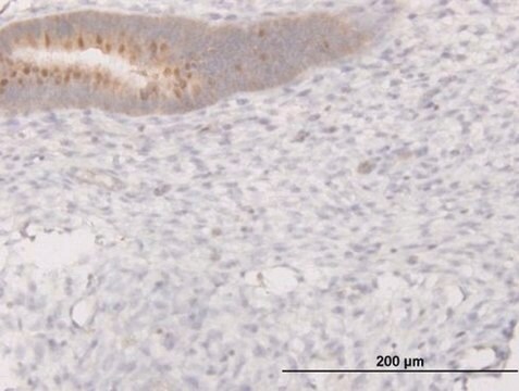 Monoclonal Anti-C13orf24 antibody produced in mouse clone 7B7, purified immunoglobulin, buffered aqueous solution