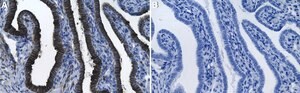 Anti-TUBB6 Antibody, clone 1F12 ZooMAb&#174; Rabbit Monoclonal recombinant, expressed in HEK 293 cells