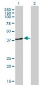 Anti-DNMT3L antibody produced in mouse IgG fraction of antiserum, buffered aqueous solution