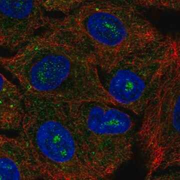 Anti-CACNG6 antibody produced in rabbit Prestige Antibodies&#174; Powered by Atlas Antibodies, affinity isolated antibody