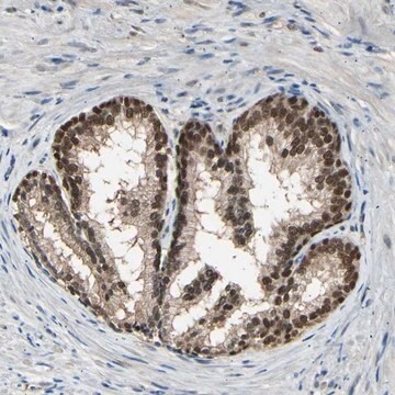 Anti-PSMD5 antibody produced in rabbit Prestige Antibodies&#174; Powered by Atlas Antibodies, affinity isolated antibody, buffered aqueous glycerol solution