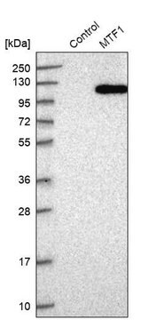 Anti-MTF1 antibody produced in rabbit Prestige Antibodies&#174; Powered by Atlas Antibodies, affinity isolated antibody, buffered aqueous glycerol solution, ab2