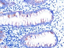 Anti- Cytochrome C antibody produced in rabbit