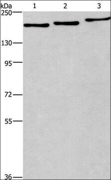 Anti-BAG6 antibody produced in rabbit affinity isolated antibody