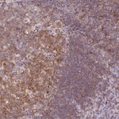 Anti-CD80 antibody produced in rabbit Prestige Antibodies&#174; Powered by Atlas Antibodies, affinity isolated antibody, buffered aqueous glycerol solution