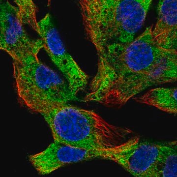 Anti-Eif2B4 Antibody Produced In Rabbit Prestige Antibodies&#174; Powered by Atlas Antibodies, affinity isolated antibody, buffered aqueous glycerol solution