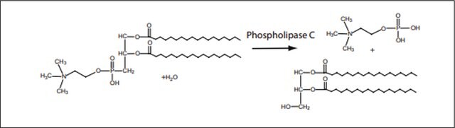 Phospholipase C from Clostridium perfringens (C.&nbsp;welchii) Type XIV, lyophilized powder, &#8805;150&#160;units/mg protein