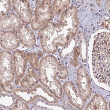 Anti-ZC3H13 antibody produced in rabbit Prestige Antibodies&#174; Powered by Atlas Antibodies, affinity isolated antibody, buffered aqueous glycerol solution