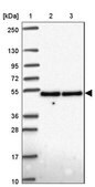 Anti-DDX39B antibody produced in rabbit Prestige Antibodies&#174; Powered by Atlas Antibodies, affinity isolated antibody, buffered aqueous glycerol solution