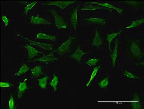 Monoclonal Anti-DMP1 antibody produced in mouse clone 1D4, purified immunoglobulin, buffered aqueous solution