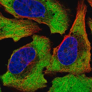 Anti-ATXN2L antibody produced in rabbit Prestige Antibodies&#174; Powered by Atlas Antibodies, affinity isolated antibody