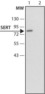 Anti-Serotonin Transporter (N-terminal) antibody produced in rabbit ~1.5&#160;mg/mL, affinity isolated antibody, buffered aqueous solution