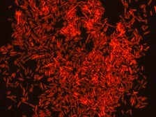 Eubacteria FISH probe - Cy3 Probe for fluorescence in situ hybridization (FISH)