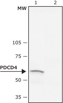 Anti-phospho-PDCD4 (pSer67) antibody produced in rabbit ~1&#160;mg/mL, affinity isolated antibody, buffered aqueous solution