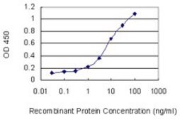 Monoclonal Anti-SLC22A12 antibody produced in mouse clone 2B5, purified immunoglobulin, buffered aqueous solution