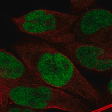 Anti-Brd3 Antibody Produced In Rabbit Prestige Antibodies&#174; Powered by Atlas Antibodies, affinity isolated antibody, buffered aqueous glycerol solution