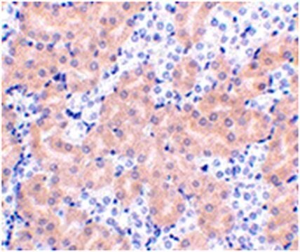 Anti-BFL-1 Antibody from rabbit, purified by affinity chromatography