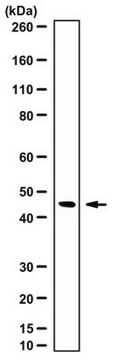 Anti-FANCF Antibody serum, from rabbit