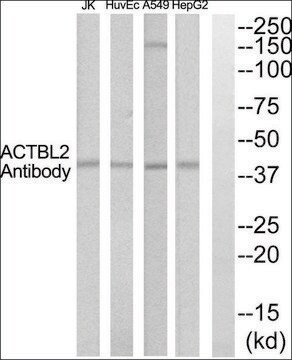 Anti-ACTBL2 antibody produced in rabbit affinity isolated antibody