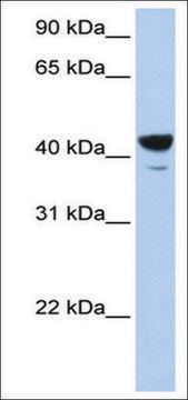 Anti-ELF3 (AB1) antibody produced in rabbit affinity isolated antibody