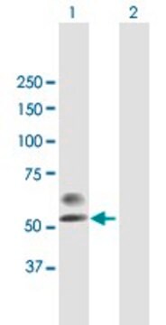 Anti-PLA2G3 antibody produced in mouse purified immunoglobulin, buffered aqueous solution