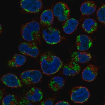 Anti-Gzmk Antibody Produced In Rabbit Prestige Antibodies&#174; Powered by Atlas Antibodies, affinity isolated antibody, buffered aqueous glycerol solution