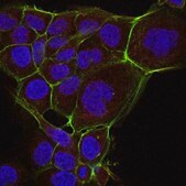 Anti-Actin Antibody, Alexa Fluor&#8482; 647 Conjugate from rabbit, ALEXA FLUOR&#8482; 647