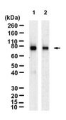 Anti-p-PKC&#947; (Thr514) Antibody, clone 4F20 ZooMAb&#174; Rabbit Monoclonal recombinant, expressed in HEK 293 cells