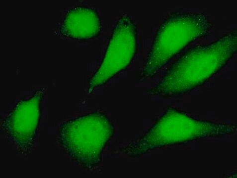 Monoclonal Anti-SIRT2 antibody produced in mouse clone 4B11, purified immunoglobulin, buffered aqueous solution