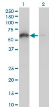 Monoclonal Anti-BAG4 antibody produced in mouse clone 2G9, purified immunoglobulin, buffered aqueous solution