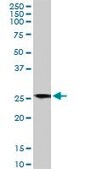 Monoclonal Anti-BCAP31, (C-terminal) antibody produced in mouse clone 3C5, ascites fluid