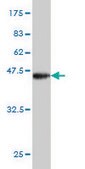 ANTI-BRD3 antibody produced in mouse clone 6C10, purified immunoglobulin, buffered aqueous solution