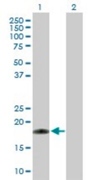 Anti-RHEBL1 antibody produced in rabbit purified immunoglobulin, buffered aqueous solution