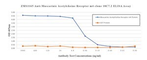 Anti-Cardiac Troponin T Antibody, clone 1G6 ZooMAb&#174; Rabbit Monoclonal recombinant, expressed in HEK 293 cells