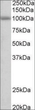 Anti-SIDT1 antibody produced in goat affinity isolated antibody, buffered aqueous solution