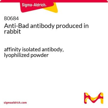 Anti-Bad antibody produced in rabbit affinity isolated antibody, lyophilized powder