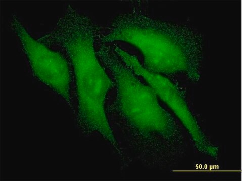 Monoclonal Anti-ARRB2 antibody produced in mouse clone 3G1, purified immunoglobulin, buffered aqueous solution