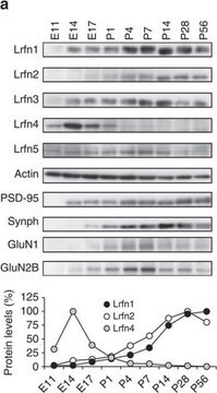 Anticorps anti-synapsine&nbsp;I Chemicon&#174;, from rabbit