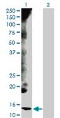 Anti-CYCS antibody produced in rabbit purified immunoglobulin, buffered aqueous solution