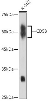 Anti-CD58 Antibody, clone 1S9M4, Rabbit Monoclonal