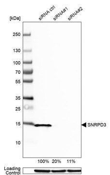 Anti-SNRPD3 antibody produced in rabbit Prestige Antibodies&#174; Powered by Atlas Antibodies, affinity isolated antibody, buffered aqueous glycerol solution