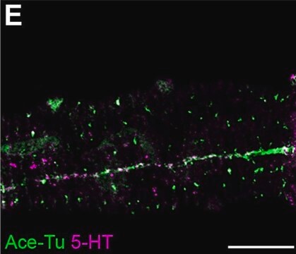 Anti-Serotonin antibody produced in rabbit whole antiserum