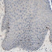Anti-HJURP antibody produced in rabbit Prestige Antibodies&#174; Powered by Atlas Antibodies, affinity isolated antibody, buffered aqueous glycerol solution