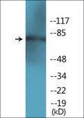 Anti-phospho-SP1 (pThr453) antibody produced in rabbit affinity isolated antibody