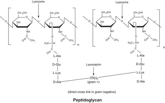 Lysozyme from chicken egg white dialyzed, lyophilized, powder, ~100000&#160;U/mg