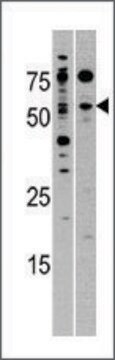 Anti-NCBP2 (C-term) antibody produced in rabbit IgG fraction of antiserum, buffered aqueous solution