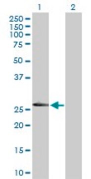 Anti-LRRK1 antibody produced in rabbit purified immunoglobulin, buffered aqueous solution