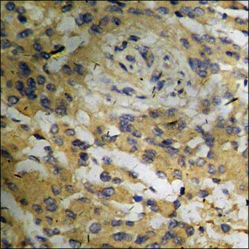 Anti-phospho-Bloom Syndrome (pThr99) antibody produced in rabbit affinity isolated antibody