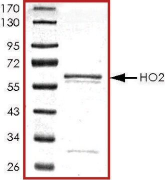 HO2, GST tagged human recombinant, expressed in E. coli, &#8805;70% (SDS-PAGE), buffered aqueous glycerol solution